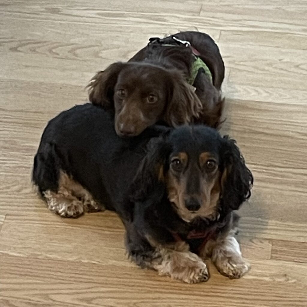 ash and ella