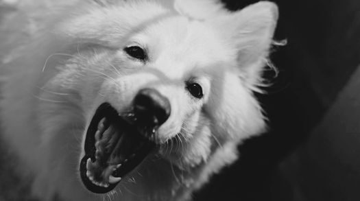 Close-up black and white portrait of a playful furry dog showing its teeth, capturing emotion and texture.